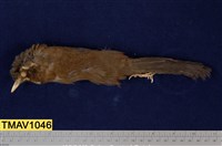 藏品(金翼白眉)的圖片